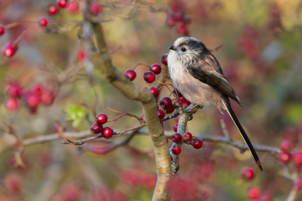Весенние птицы Татарстана