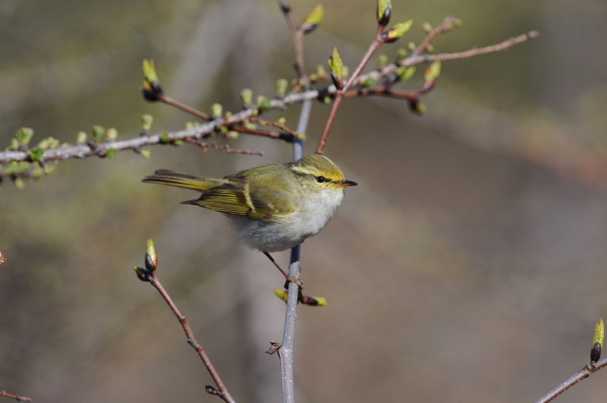Зимние птицы Якутии