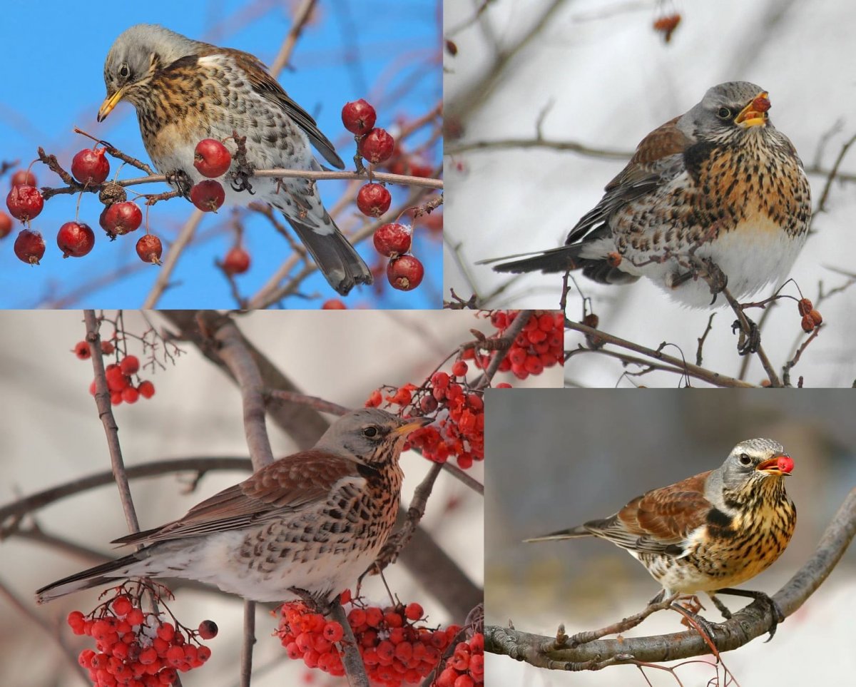 Хохлатые свиристели