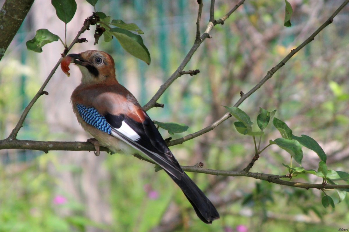 Дрозд, Коростель, Сойка