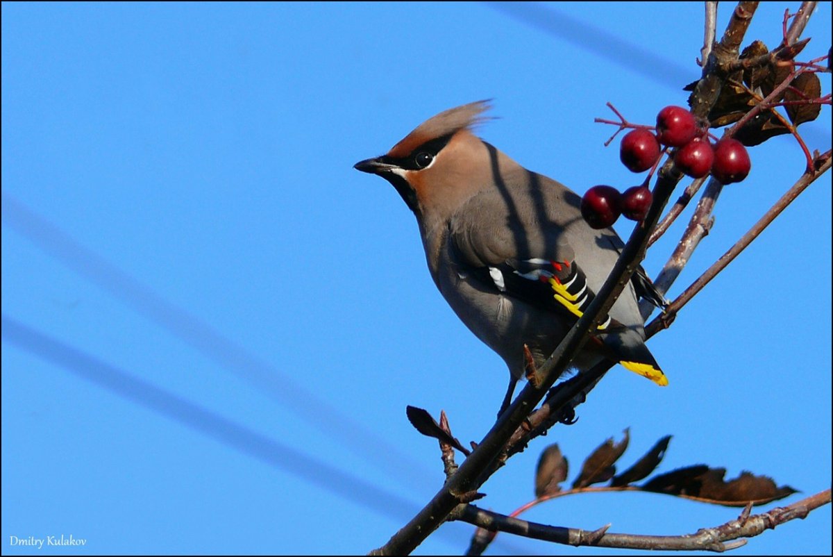 Кулик большой кроншнеп