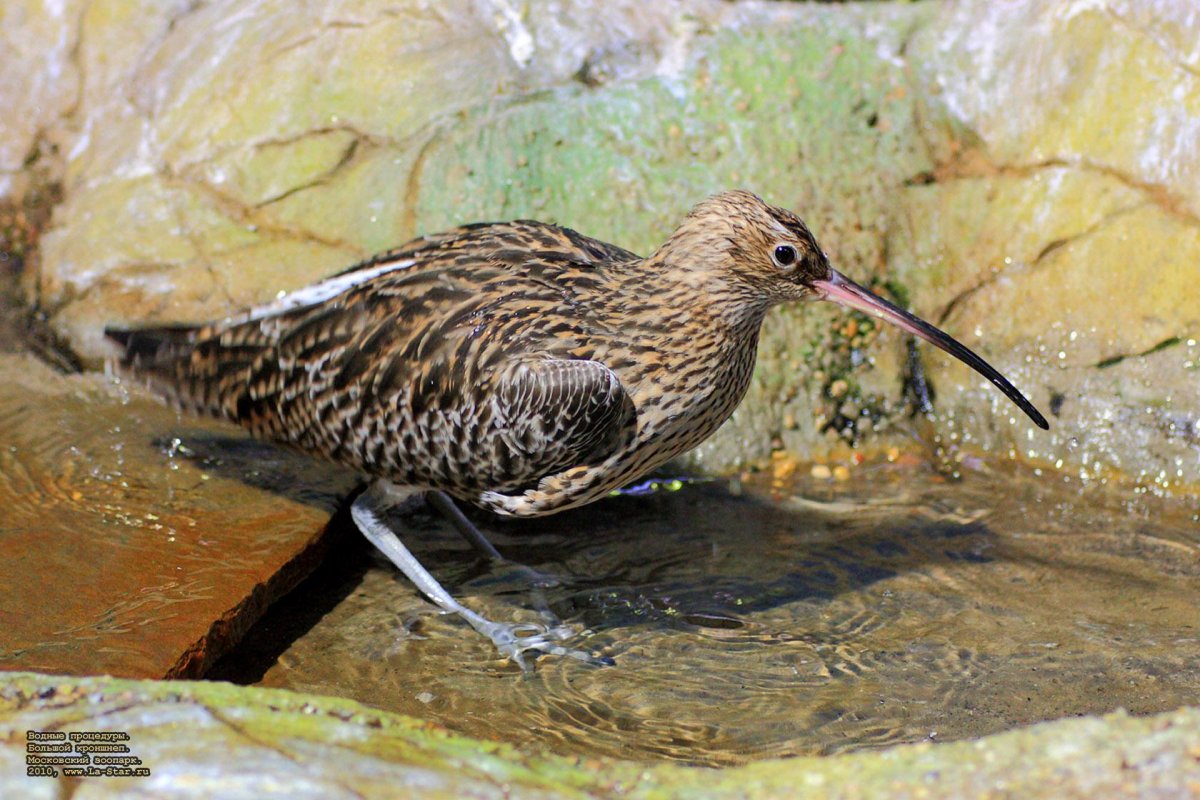 Зарянка Вологодская область