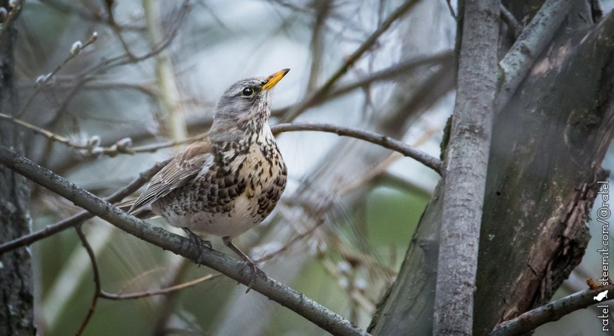 Зарянка Зорянка