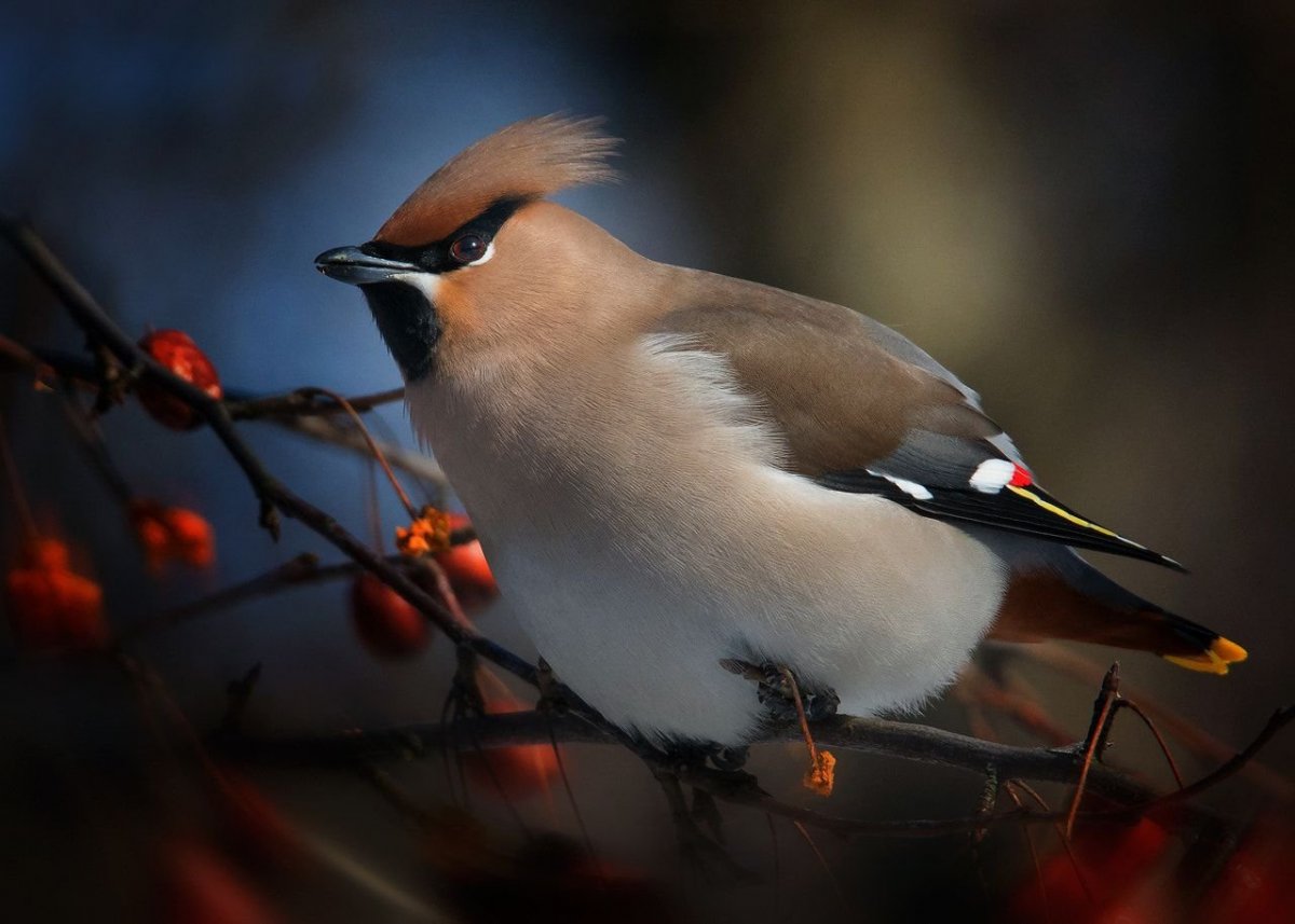 Зимняя птица с красным пятном на голове