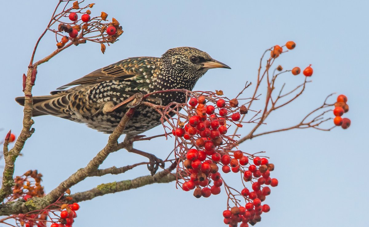 Дрозды в Ростовской области
