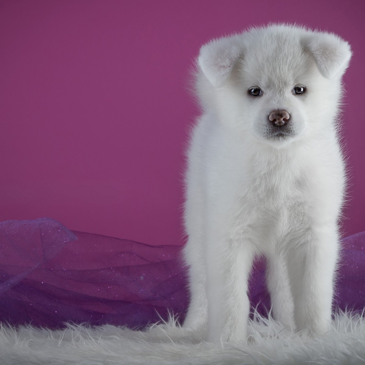 Маленькая Беленькая собачка порода Бишон фризе