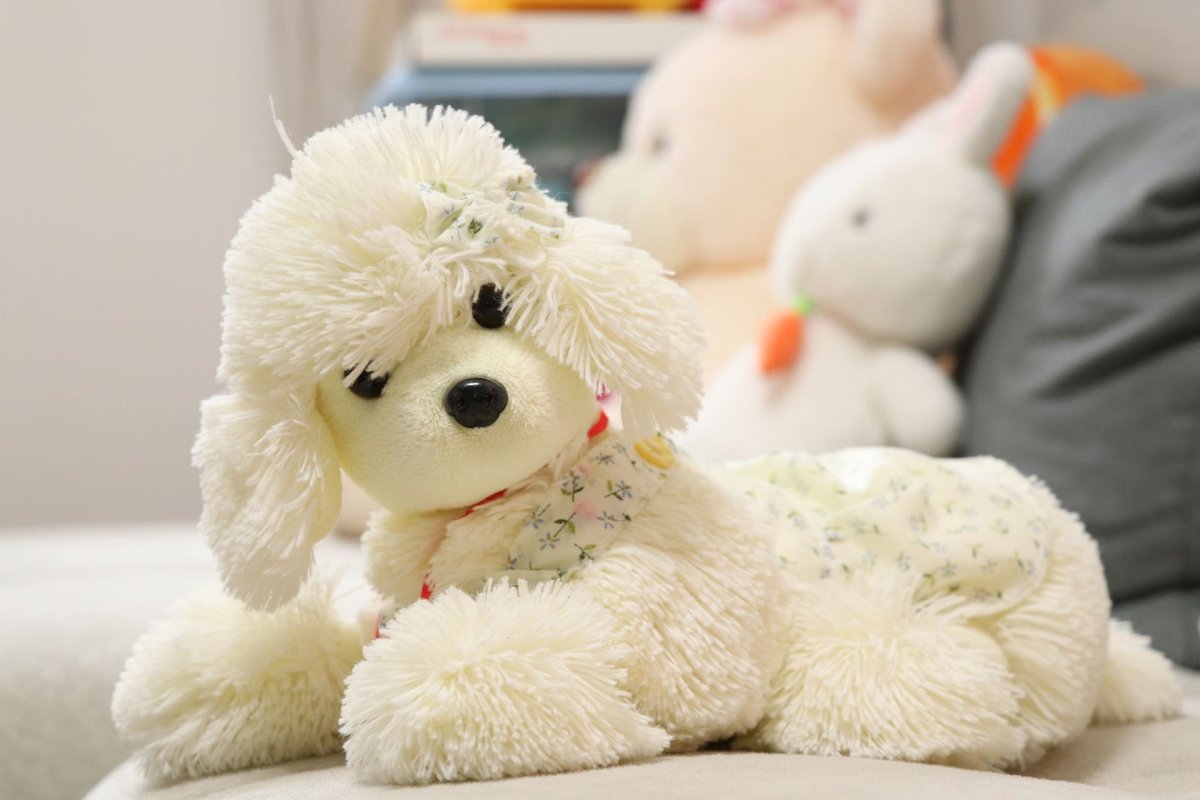 Французская болонка Бишон фризе