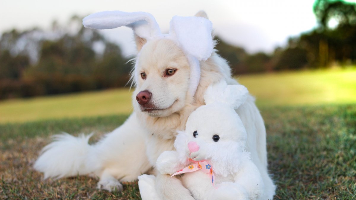 Померанский шпиц белый корейский