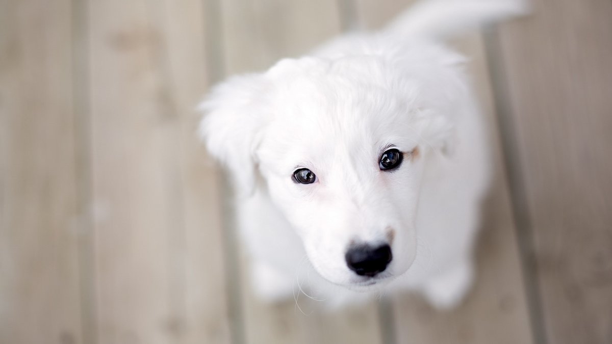 Самоедская лайка щенки