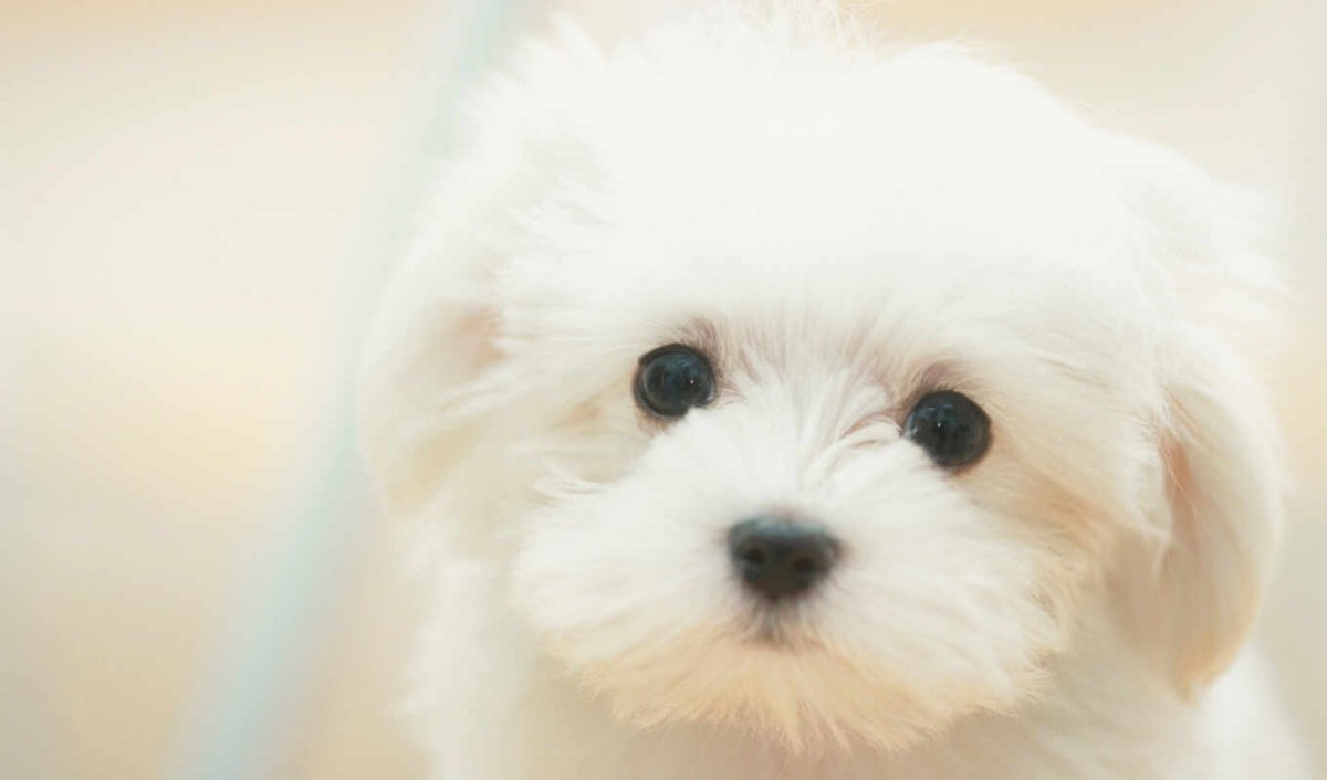 Бишон Болоньез Мальтийская болонка