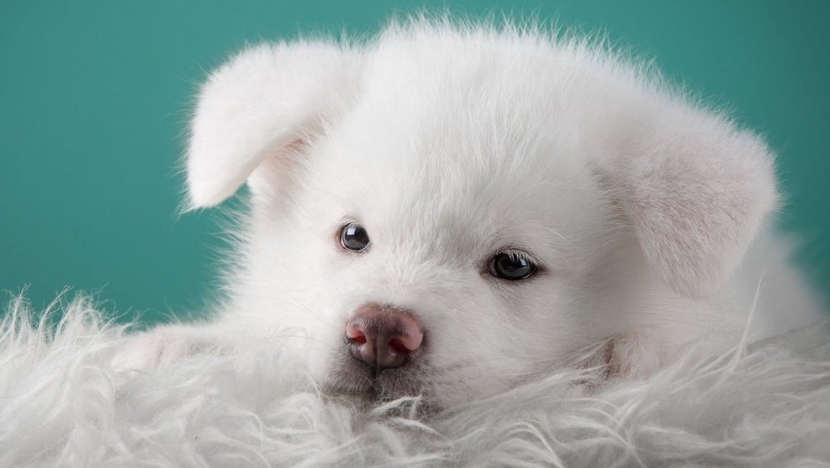 Белая собака