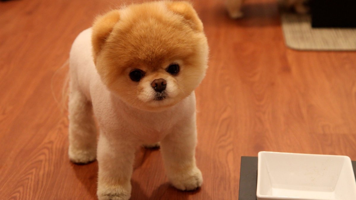 Собака спит с игрушкой