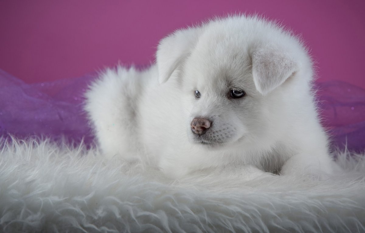 Акита ину белый щенок