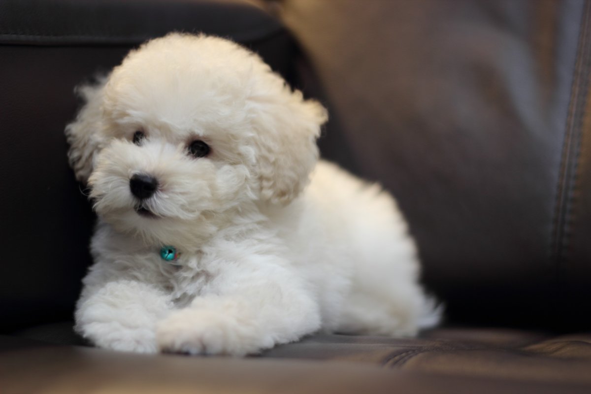 Самоед летом для рабочего стола