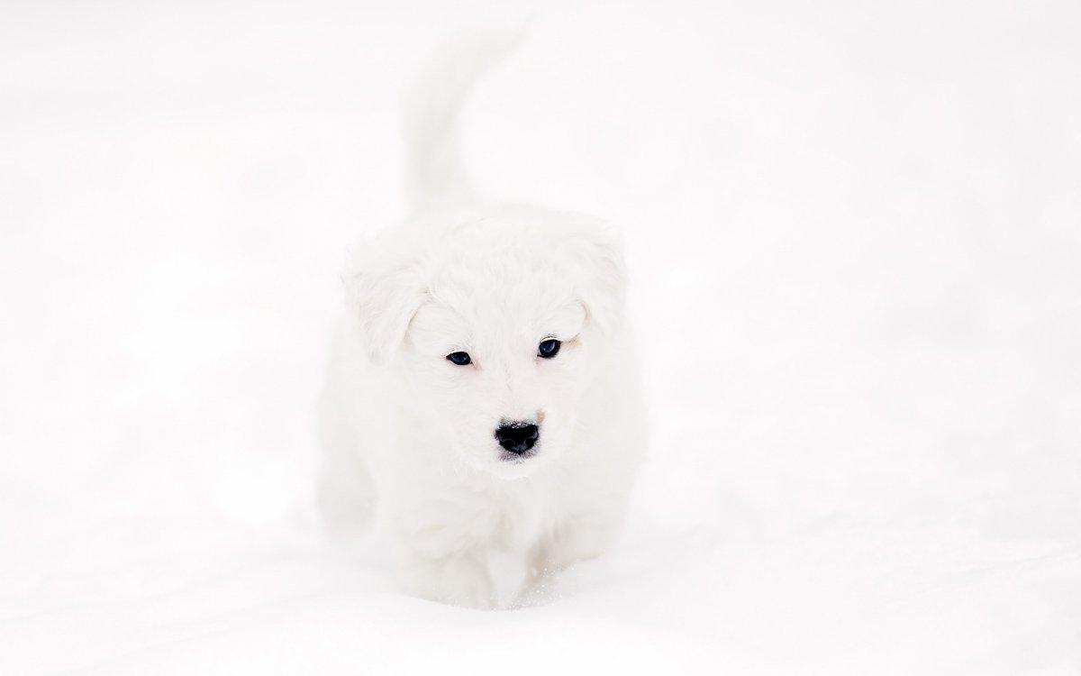 Собака на Светлом фоне