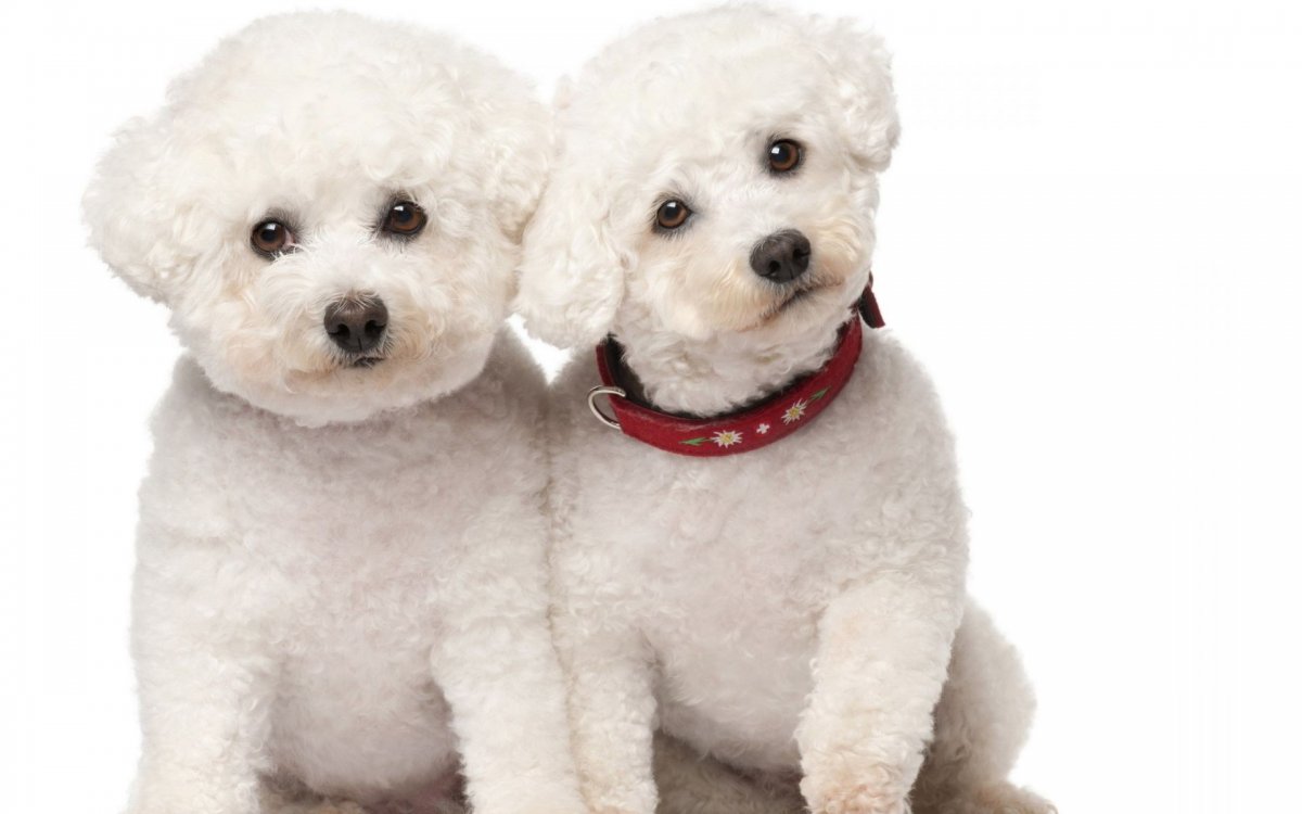 Бишон фризе