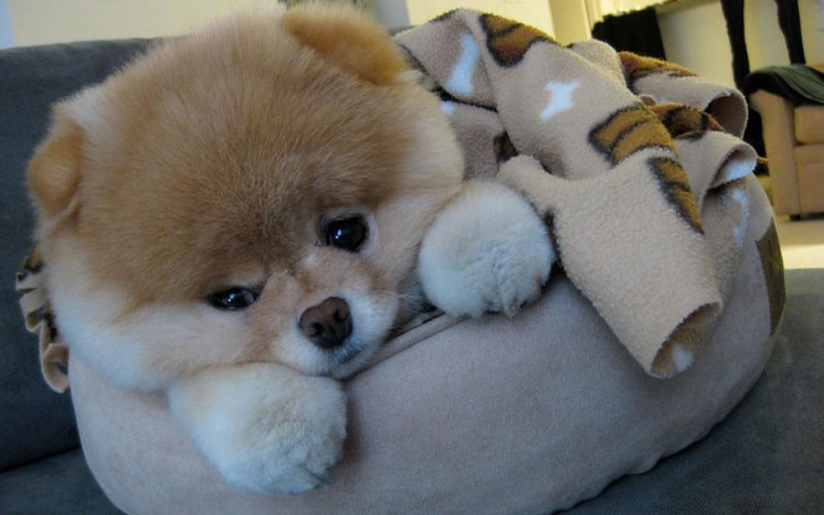 Плюшевая игрушка на столе