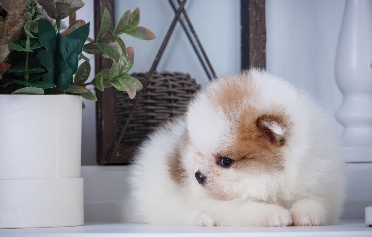 Маремма-абруццкая овчарка фото