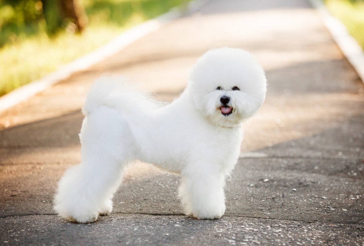 Шпиц померанский карликовый стриженный