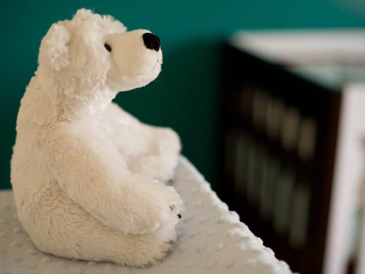 Лабрадор ретривер золотистый короткошерстный