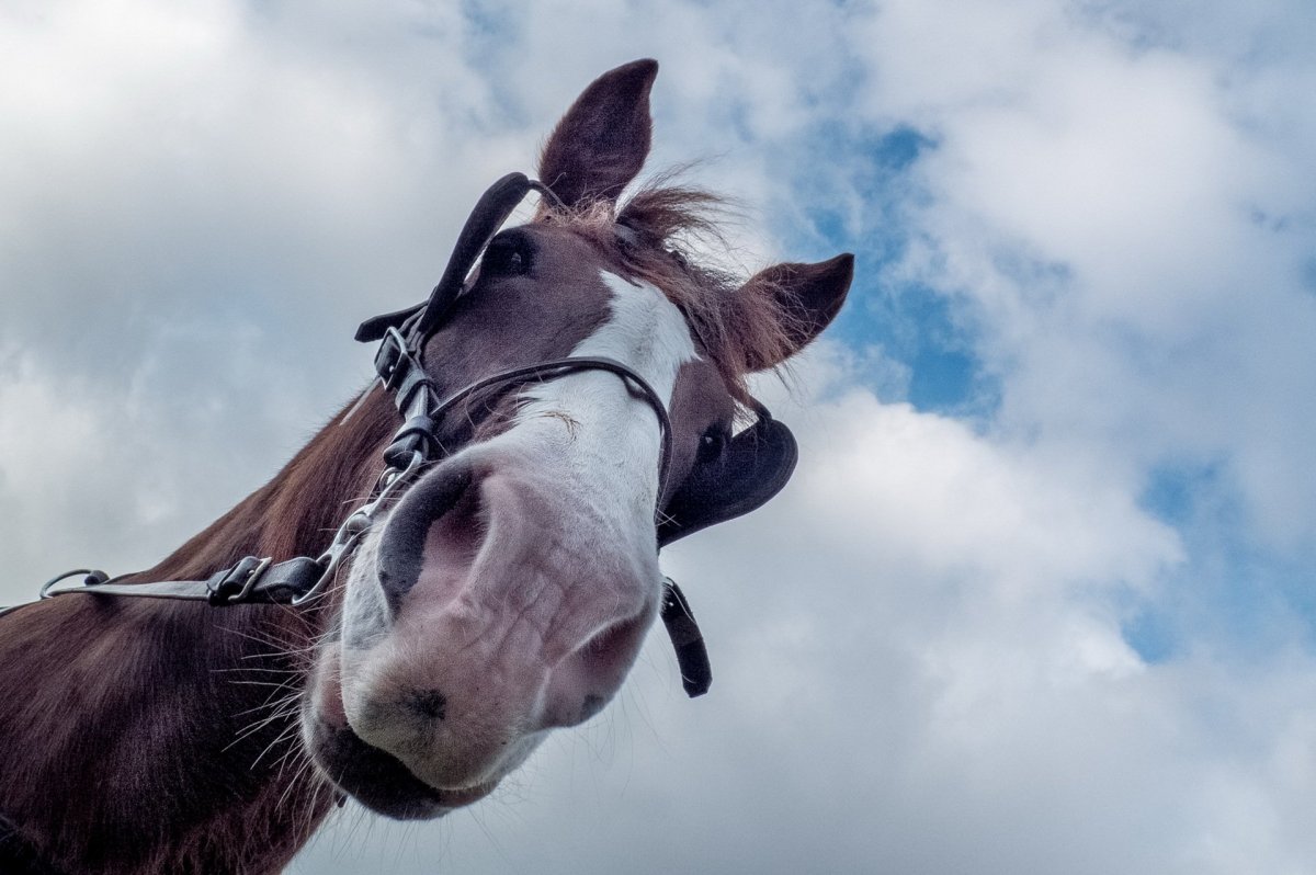 Уставшая лошадь