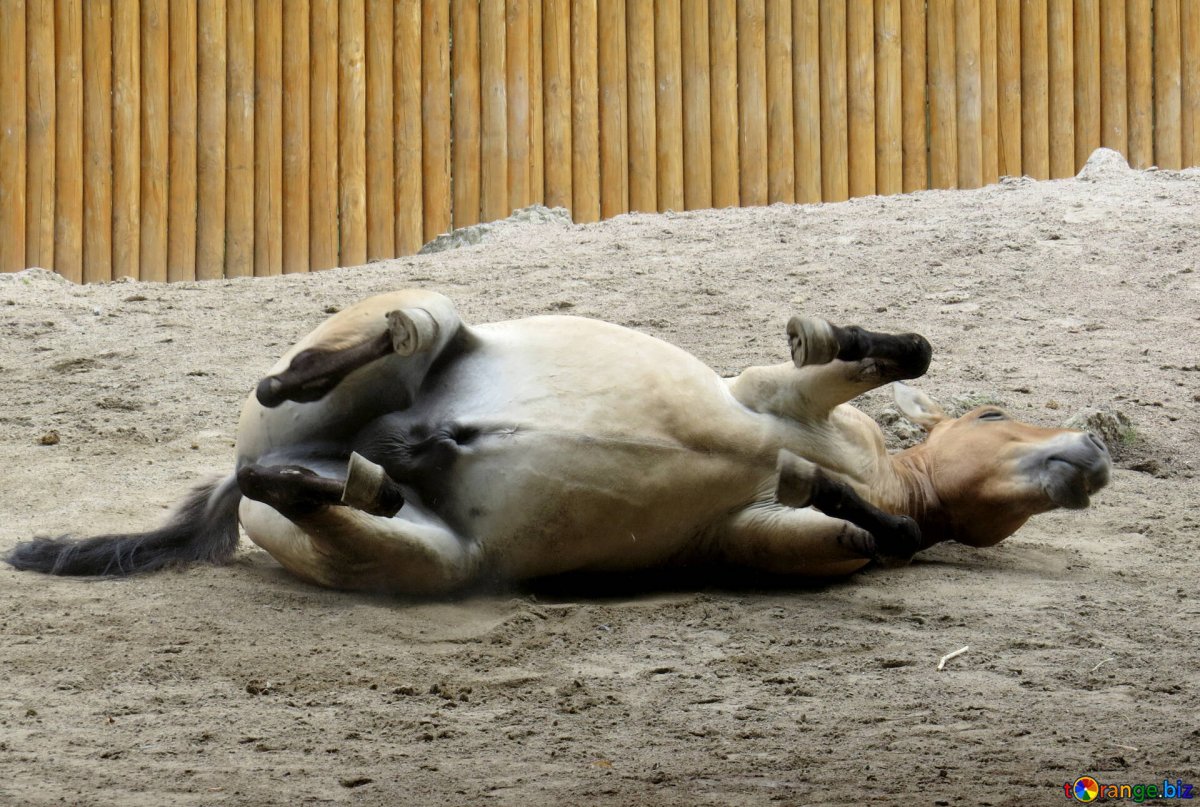 Старая лошадь