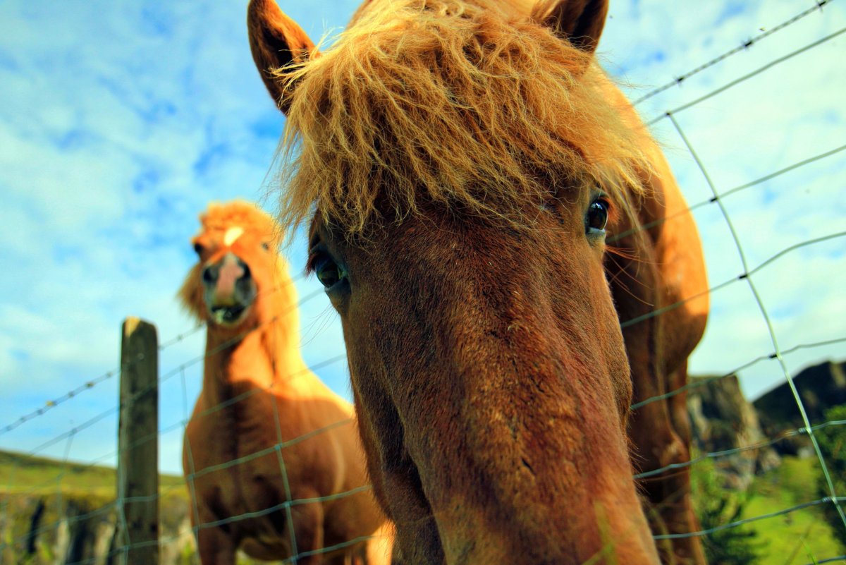 Конь в мыле