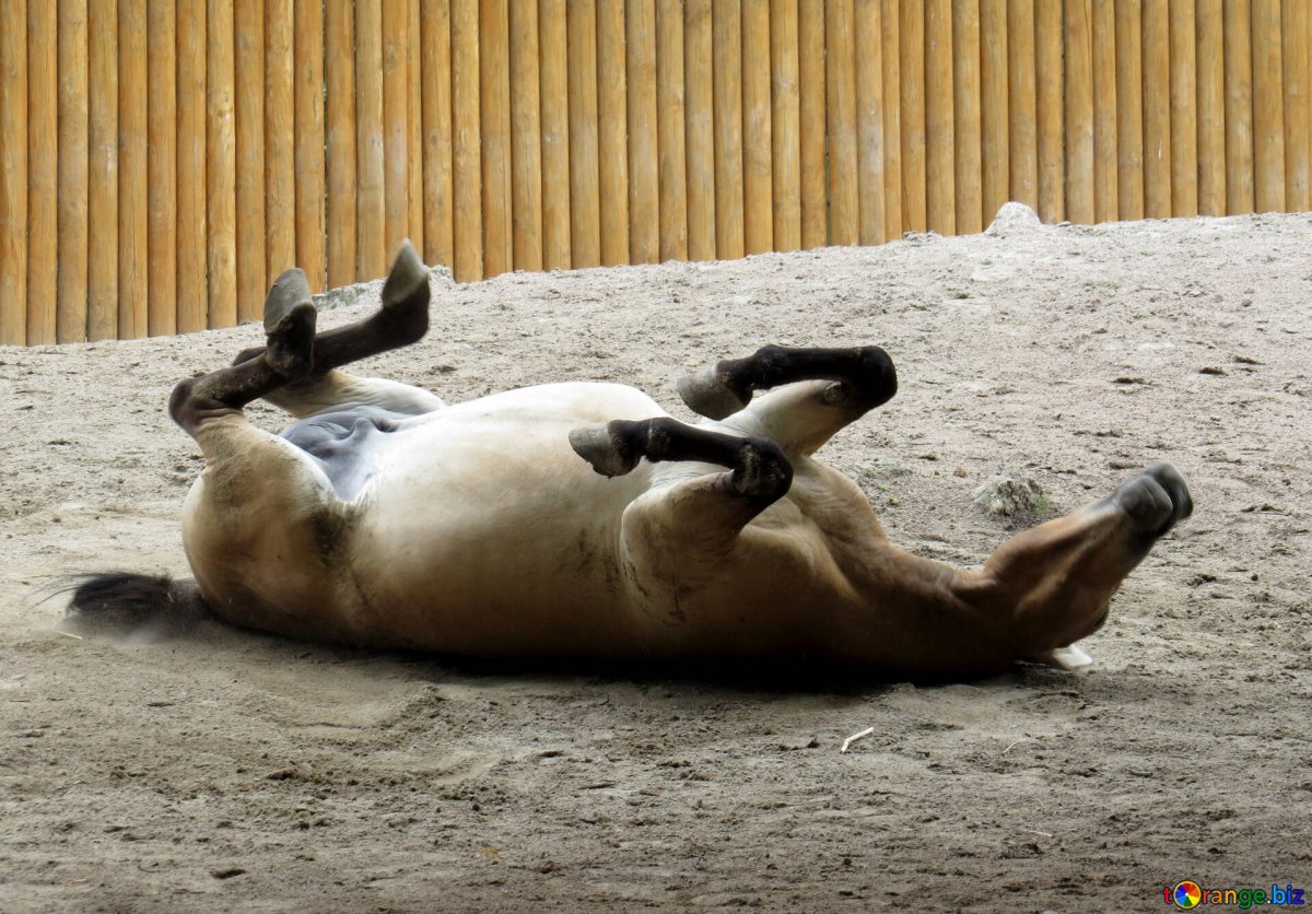 Лошадь юмор