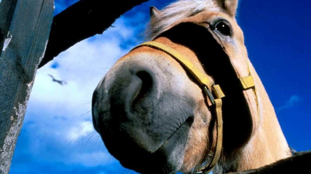 Лошадь сидит