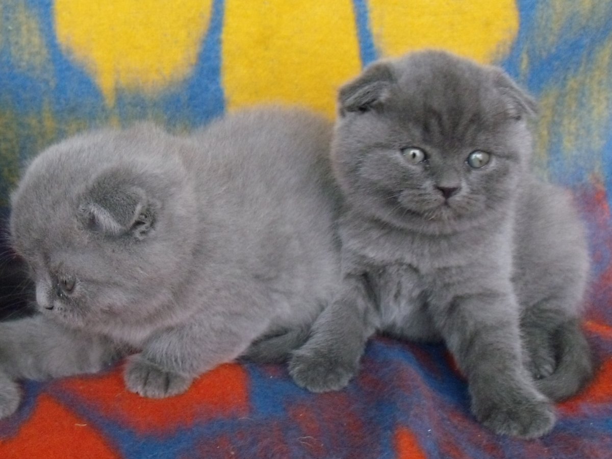 Шотландская вислоухая кошка