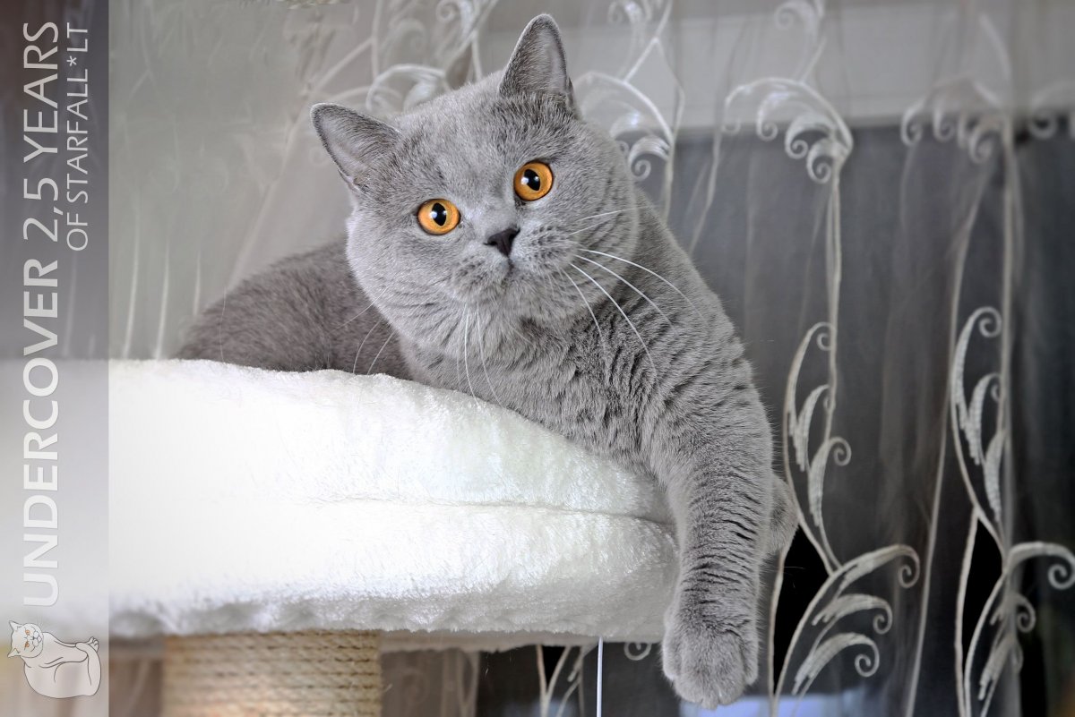 Имена для котов британцев мальчиков серого цвета красивые