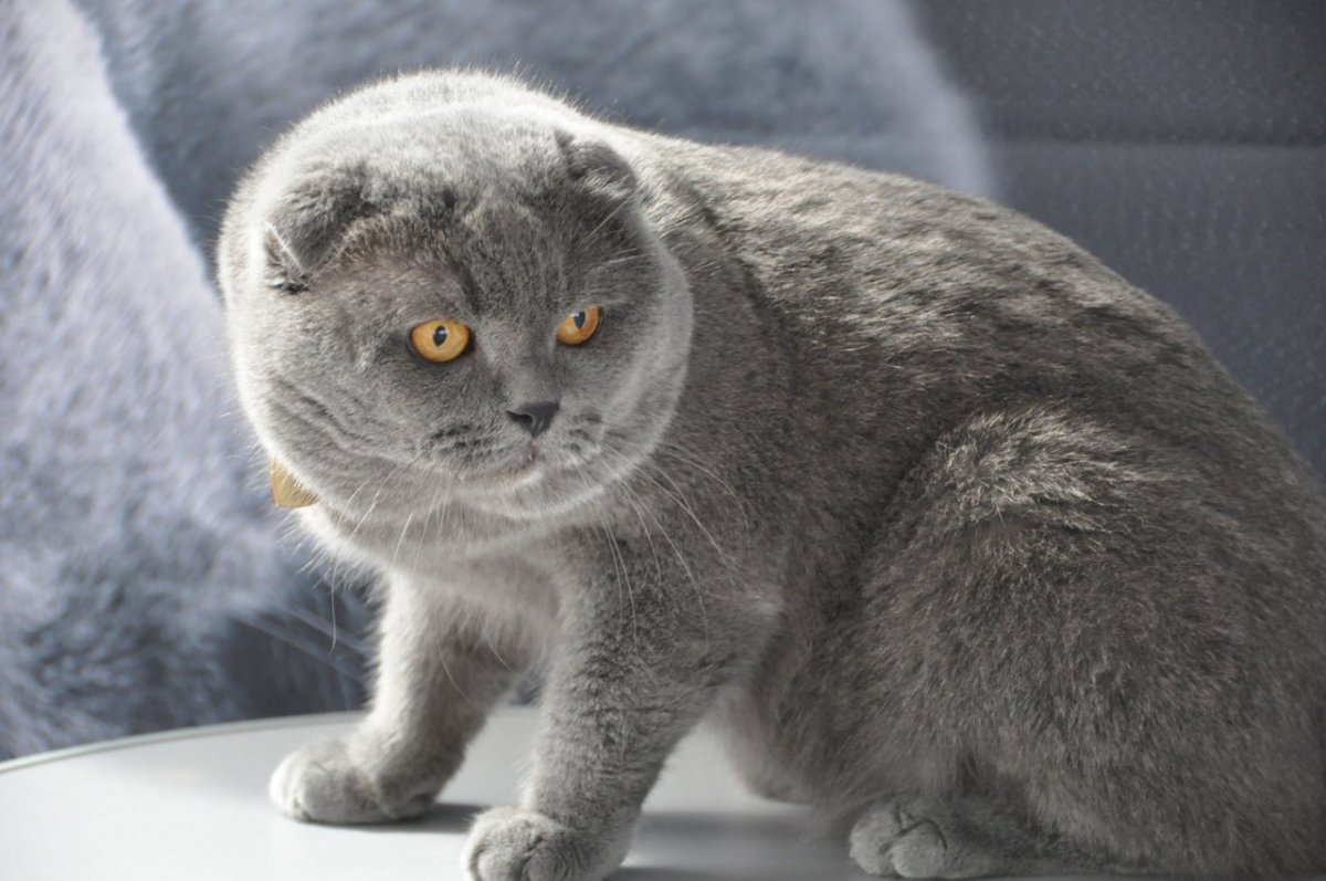 Вислоухие котята шотландцы