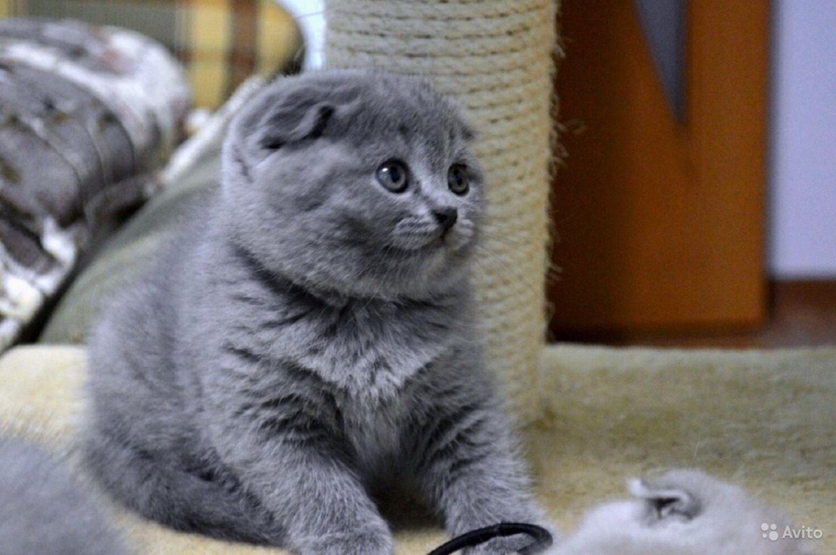 Шотландская вислоухая ошка