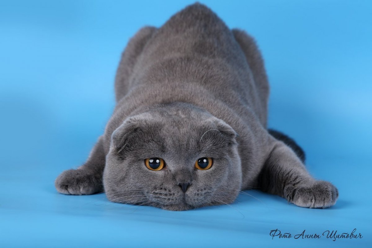 Короткохвостая вислоухая кошка