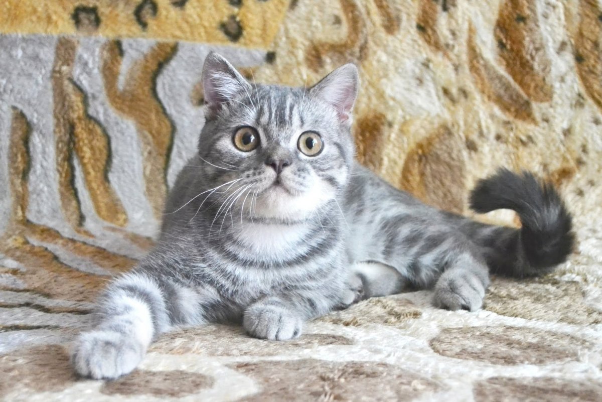 Шотландский вислоухий котёнок пепельный