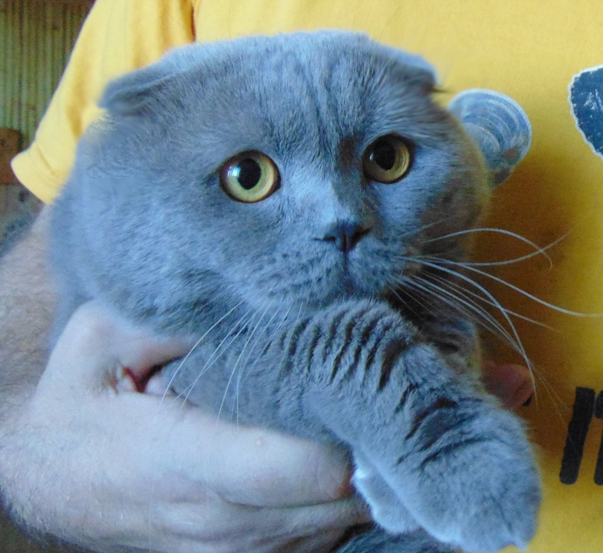 Британский прямоухий кот голубой