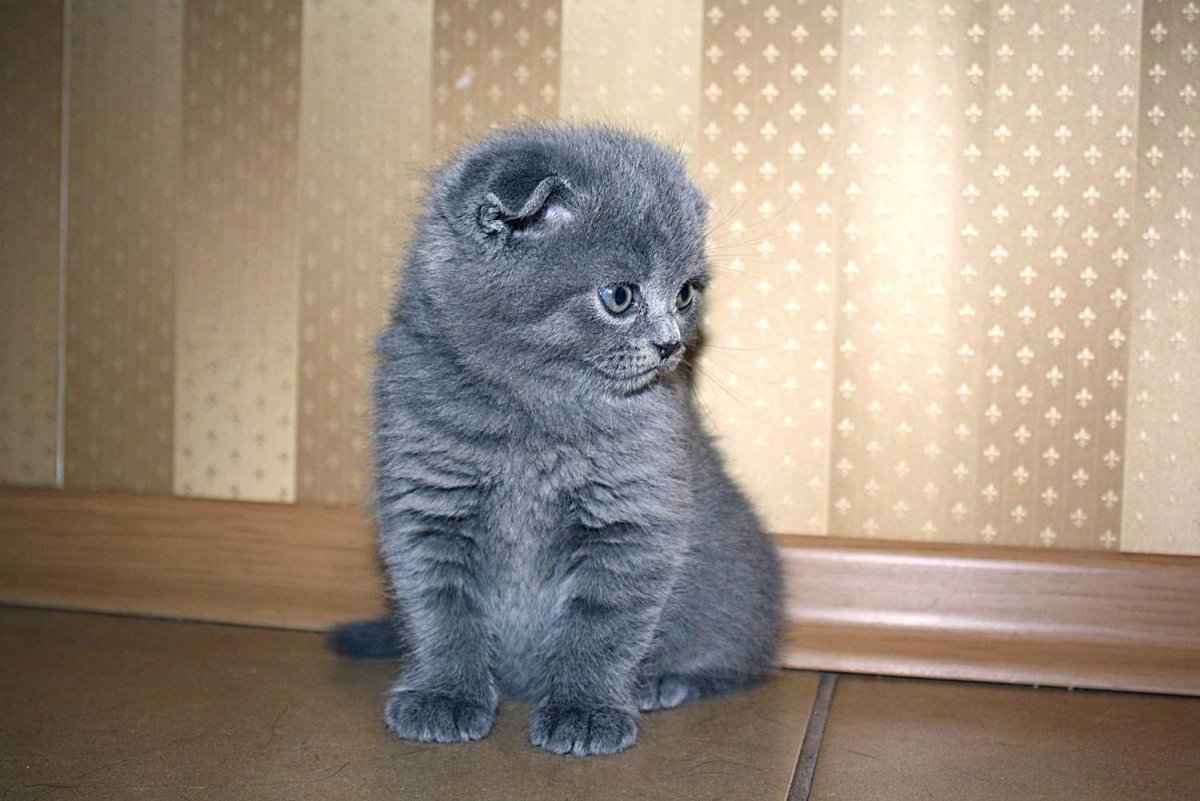 Шотландская прямоухая голубая