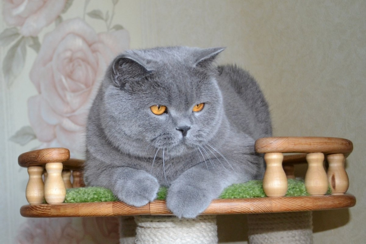 Шотландская вислоухая кошка голубая