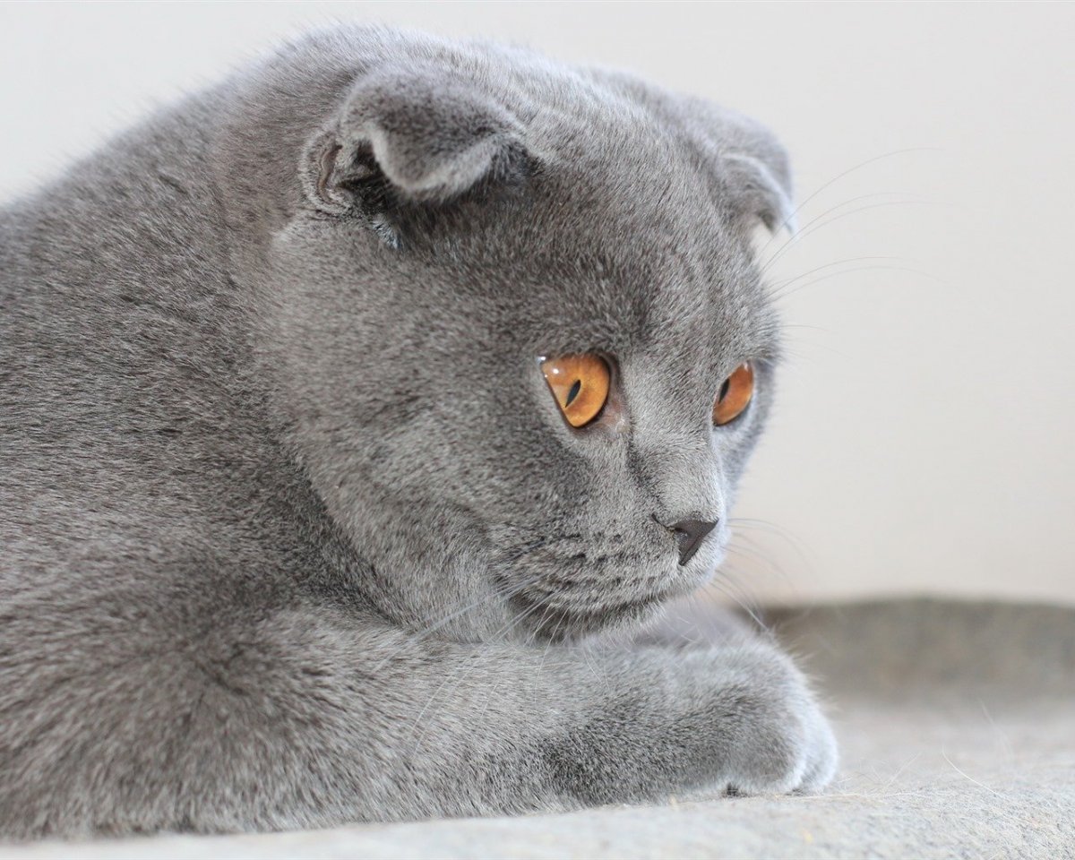 Скоттиш фолд голубой котенок