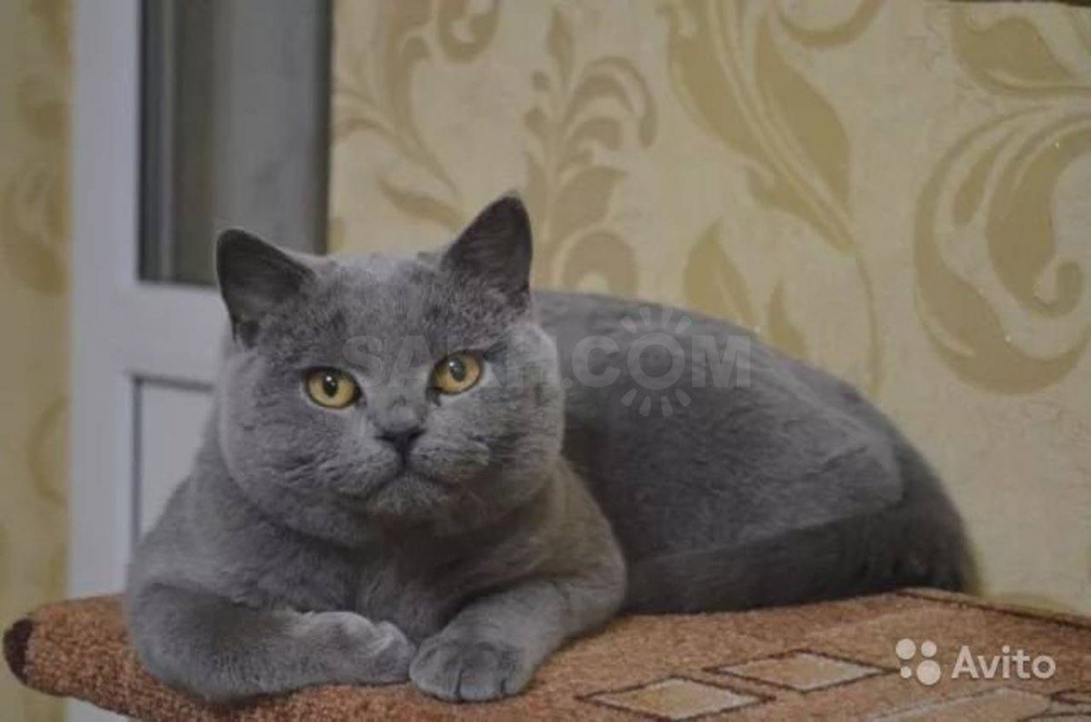 Шотландский кот прямоухий серый