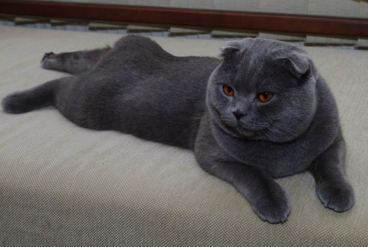 Скоттиш фолд голубой котенок