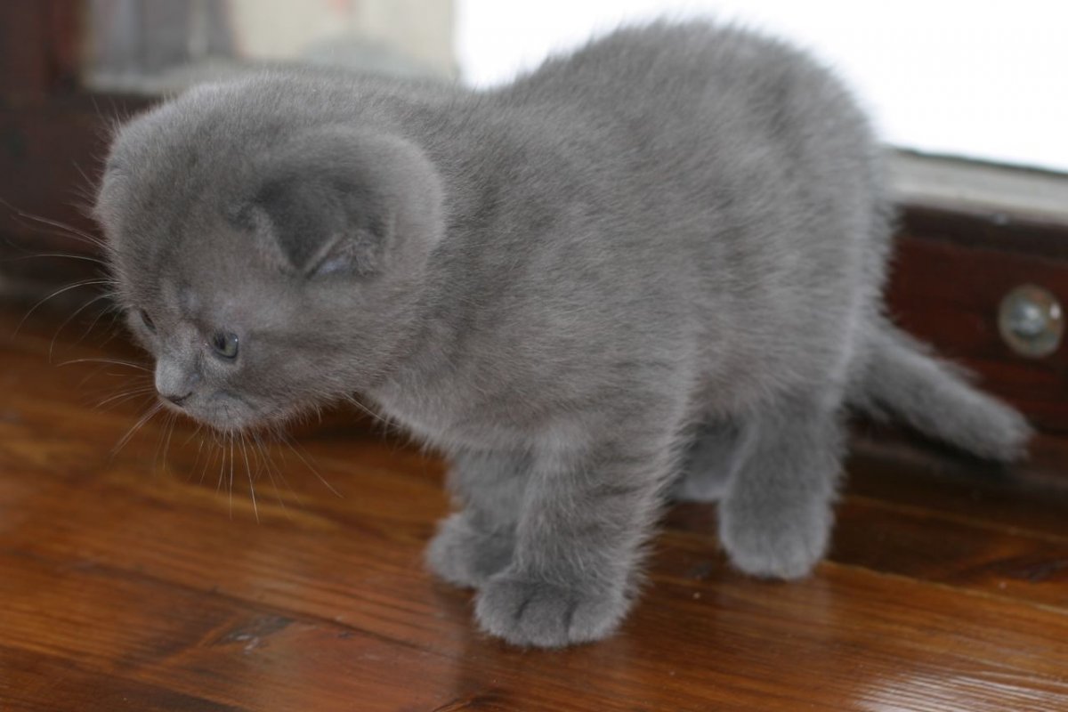 Британская голубая прямоухая