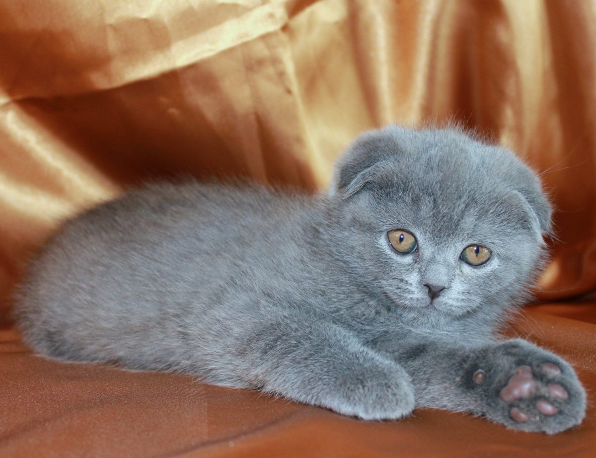 Шотландская вислоухая кошка серая