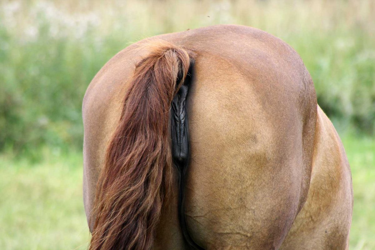 Лошадиный хвост без волос