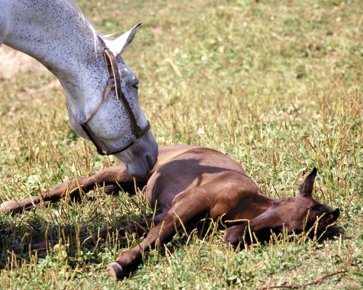 Стремная лошадь