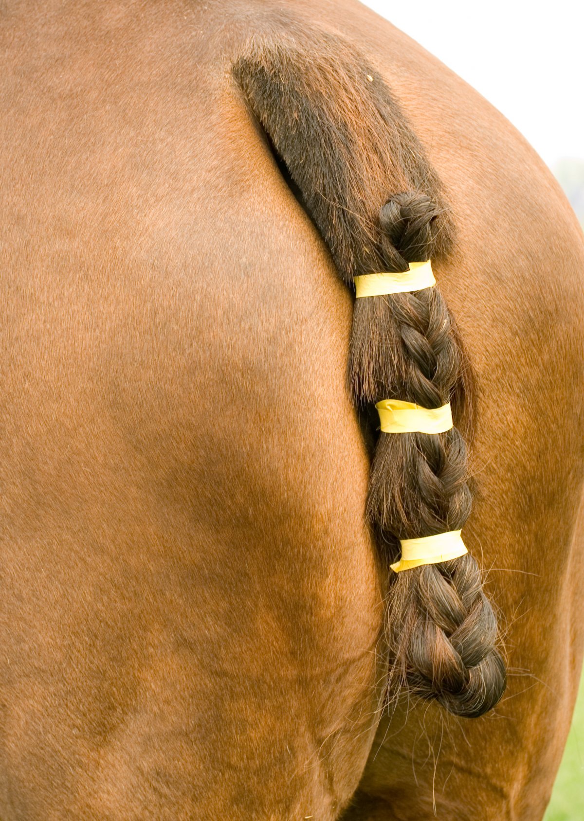 Лошадь с коротким хвостом