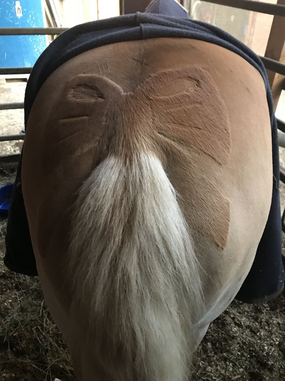 Бант хвост лошади