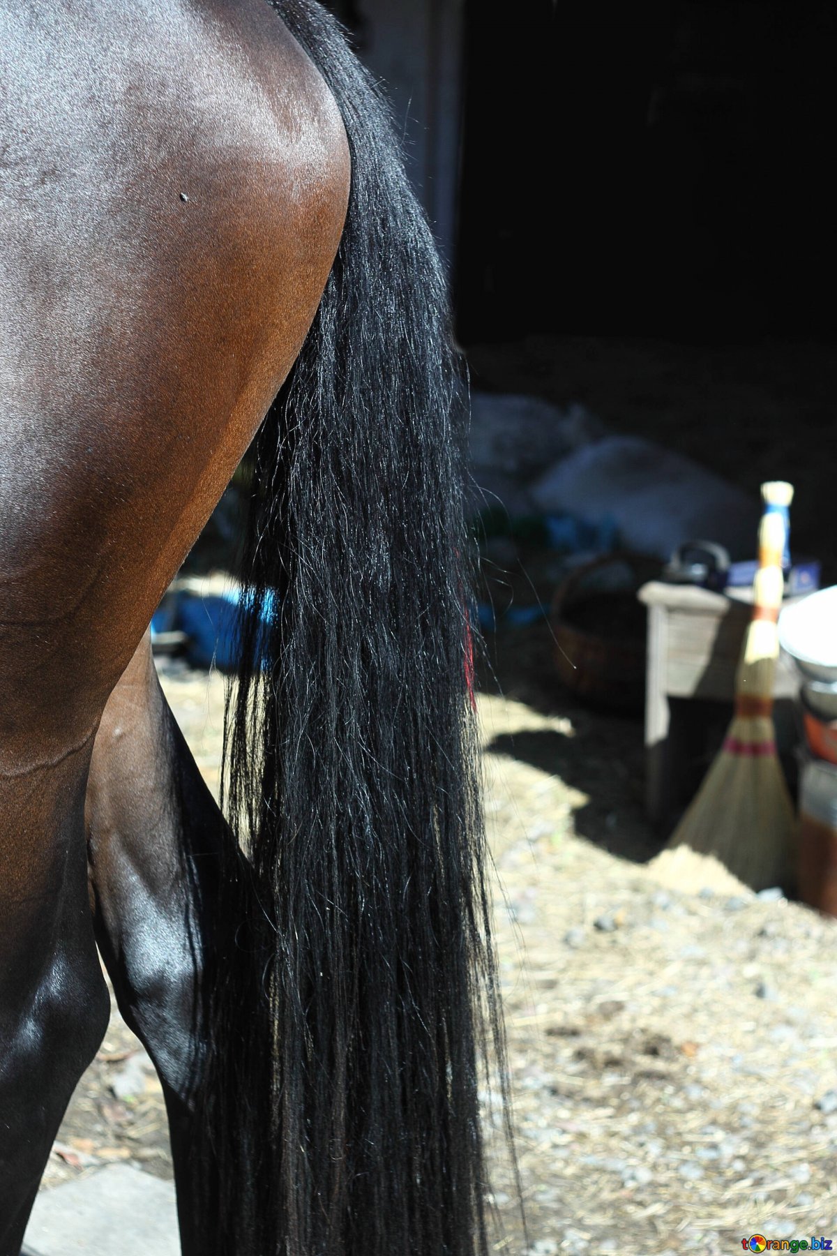 Лошадь без шерсти