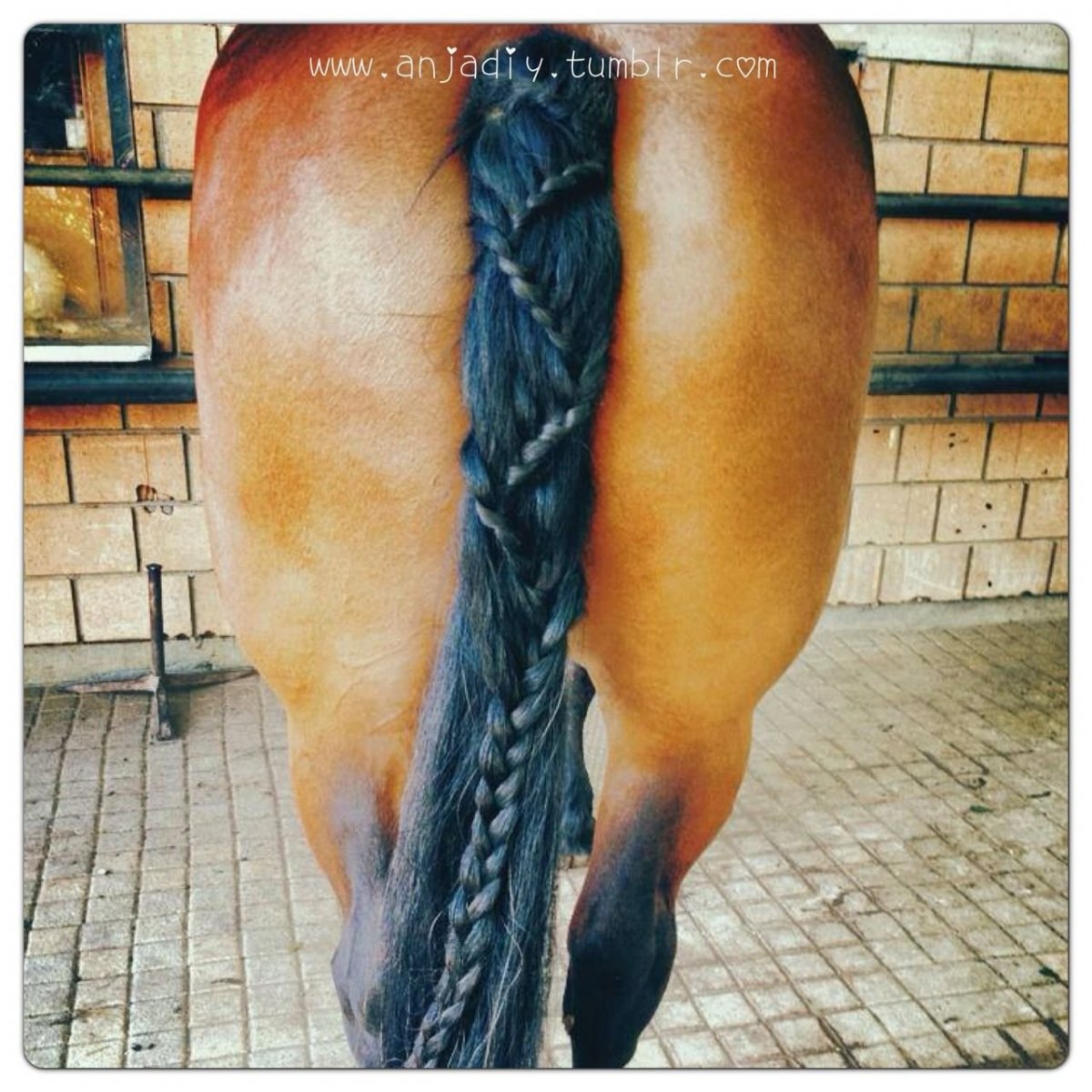 Апшерон лошадь фото