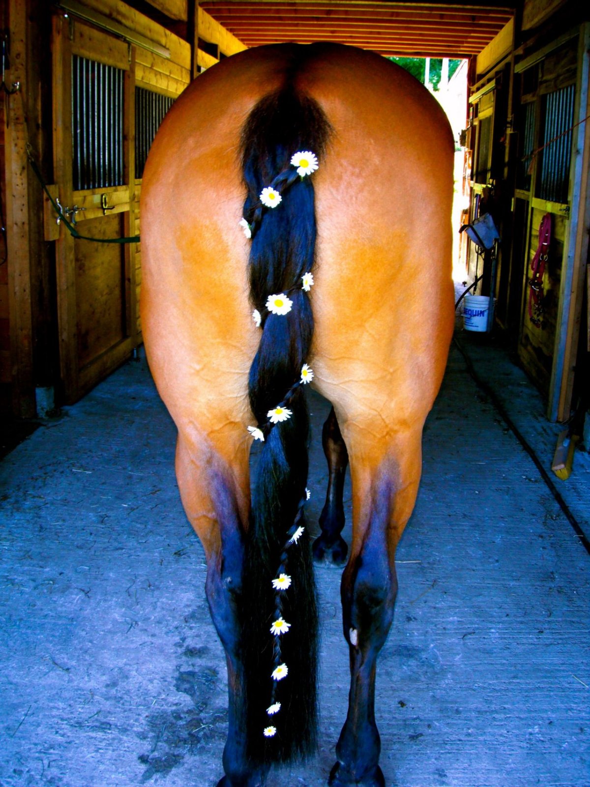 Хвост лошади